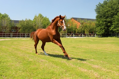 Photo of Chestnut horse in paddock on sunny day. Beautiful pet