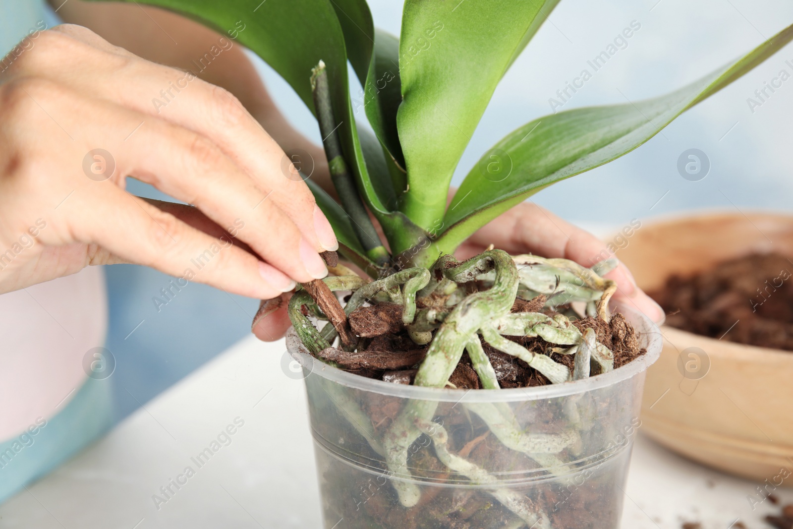 Photo of Woman transplanting orchid plant on table, closeup