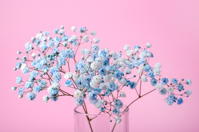 Photo of Beautiful dyed gypsophila flowers in glass vase on pink background