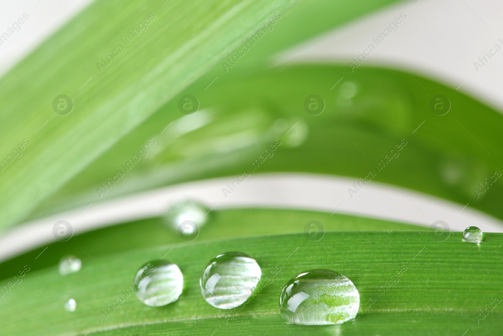 Photo of Water drops on green leaf against blurred background