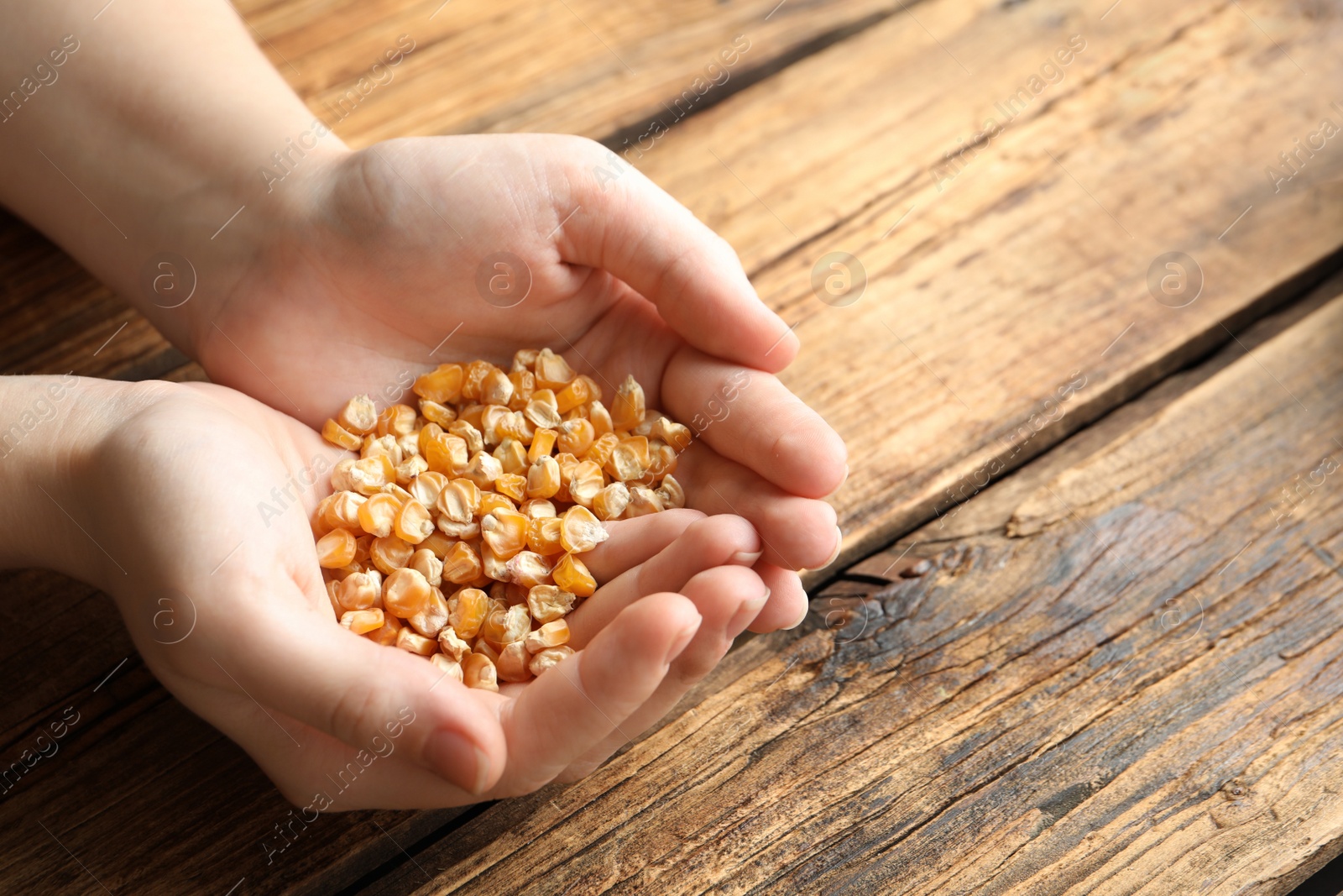 Photo of Woman holding pile of corn seeds at wooden table, closeup. Vegetable planting