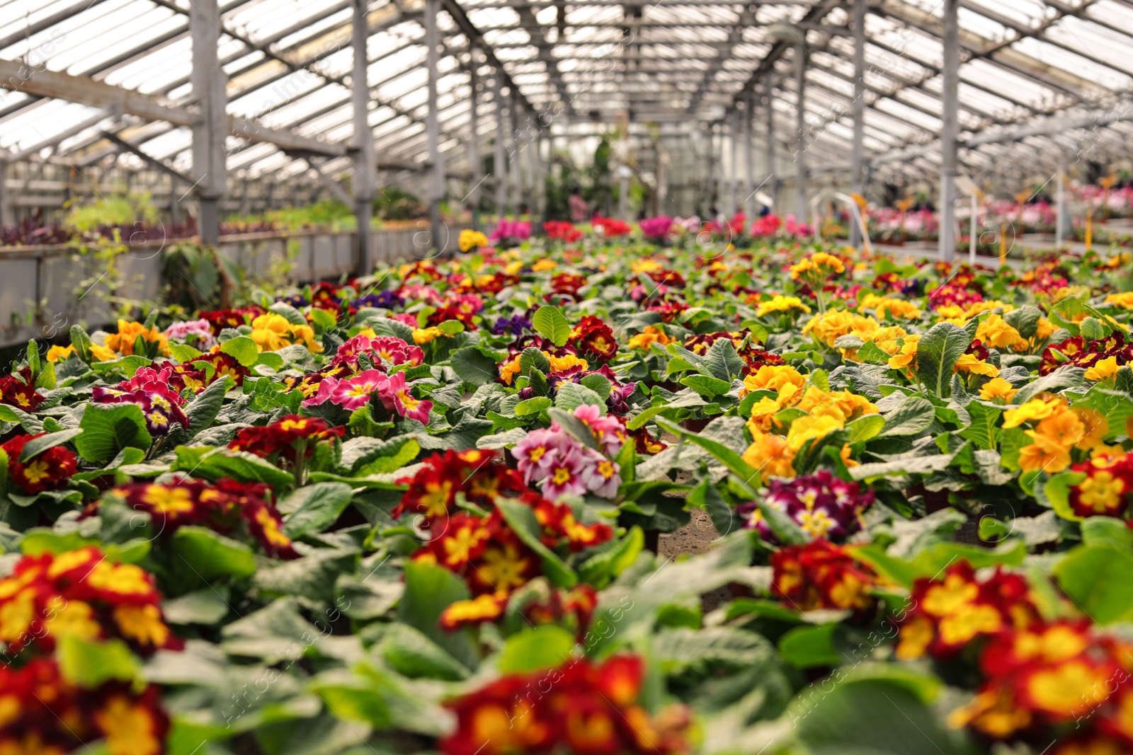 Photo of Young woman taking care of blooming flowers in greenhouse. Home gardening