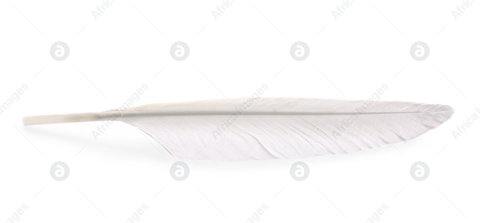 Photo of One fluffy beautiful feather isolated on white