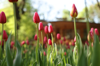 Photo of Beautiful red tulips growing outdoors on sunny day