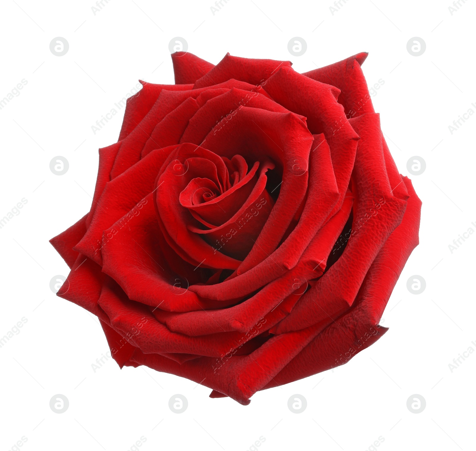 Photo of Beautiful fresh red rose isolated on white