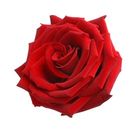 Photo of Beautiful fresh red rose isolated on white