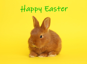 Adorable fluffy bunny on yellow background. Happy Easter