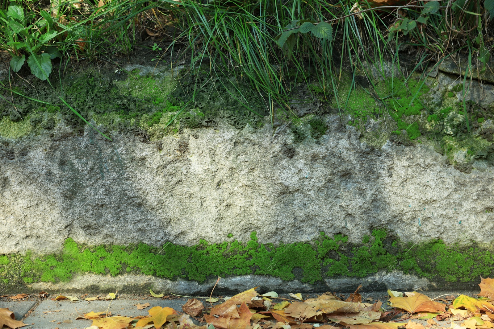 Photo of View of textured wall with green moss outdoors, closeup