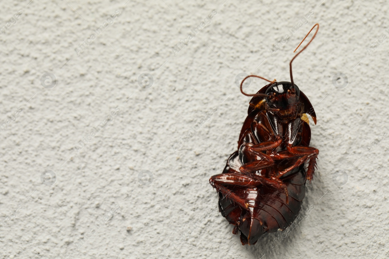 Photo of Top view of dead brown cockroach on light grey stone background, space for text. Pest control