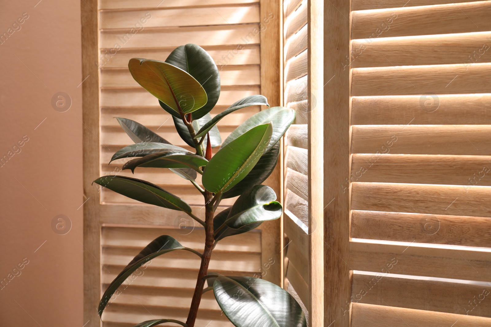 Photo of Beautiful Ficus elastica plant near folding screen indoors