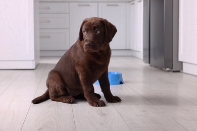 Photo of Cute chocolate Labrador Retriever puppy on floor indoors. Lovely pet