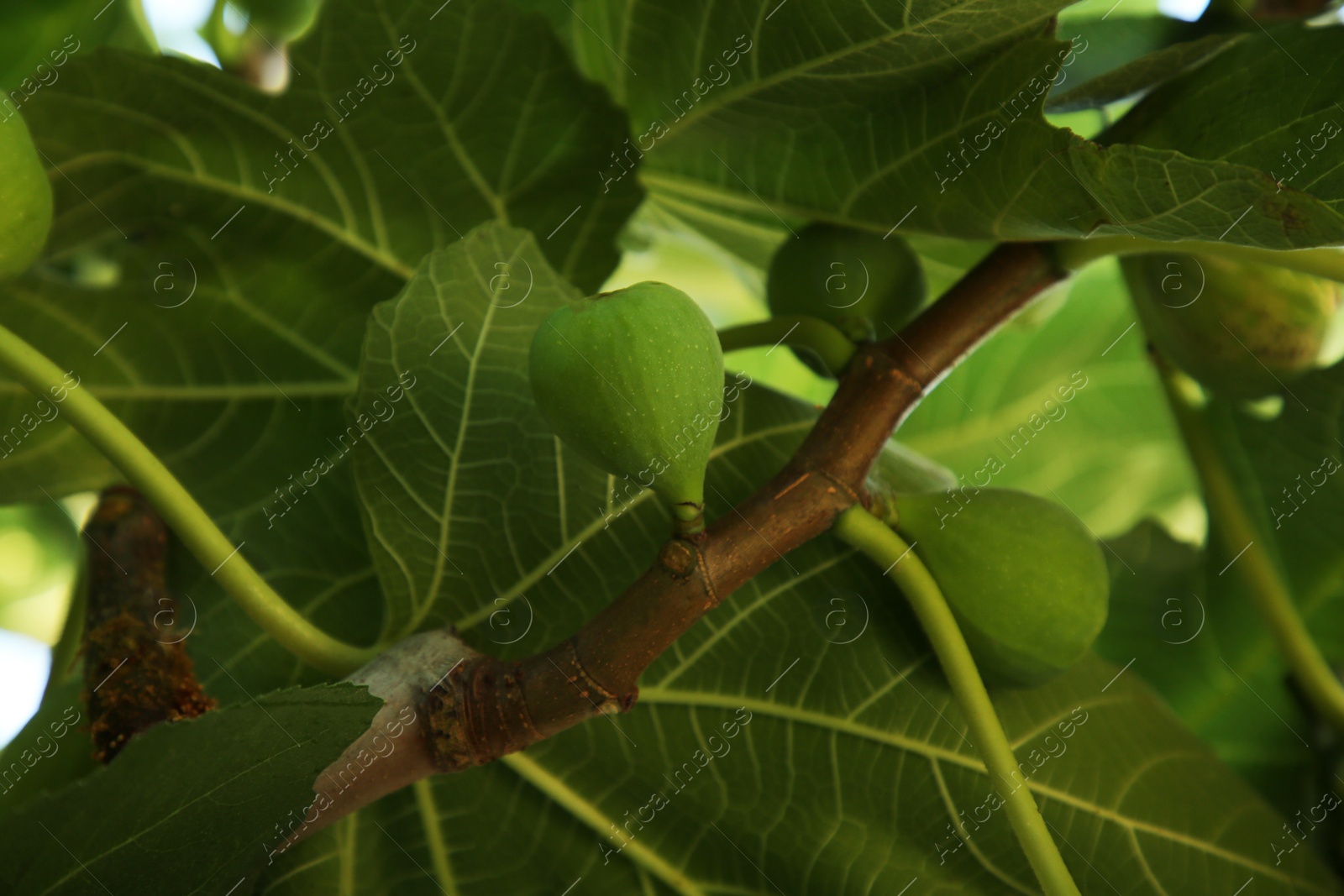 Photo of Unripe figs growing on tree in garden, closeup