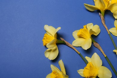 Photo of Beautiful yellow daffodils on blue background, flat lay. Space for text