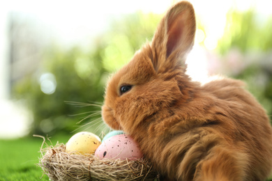 Photo of Adorable fluffy bunny and decorative nest with Easter eggs outdoors, closeup