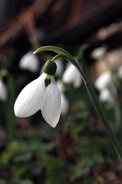 Beautiful white blooming snowdrop growing outdoors, closeup
