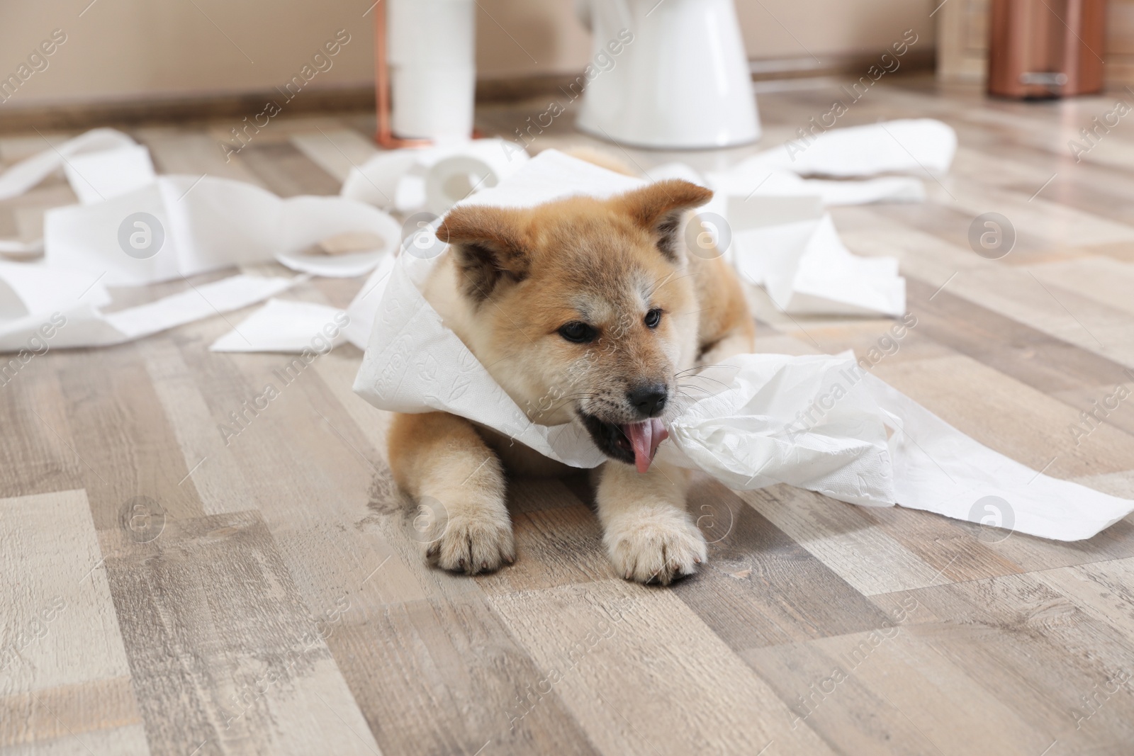 Photo of Adorable Akita Inu puppy playing with toilet paper at home