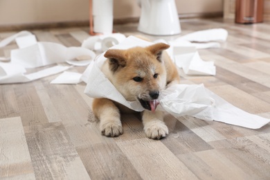 Adorable Akita Inu puppy playing with toilet paper at home