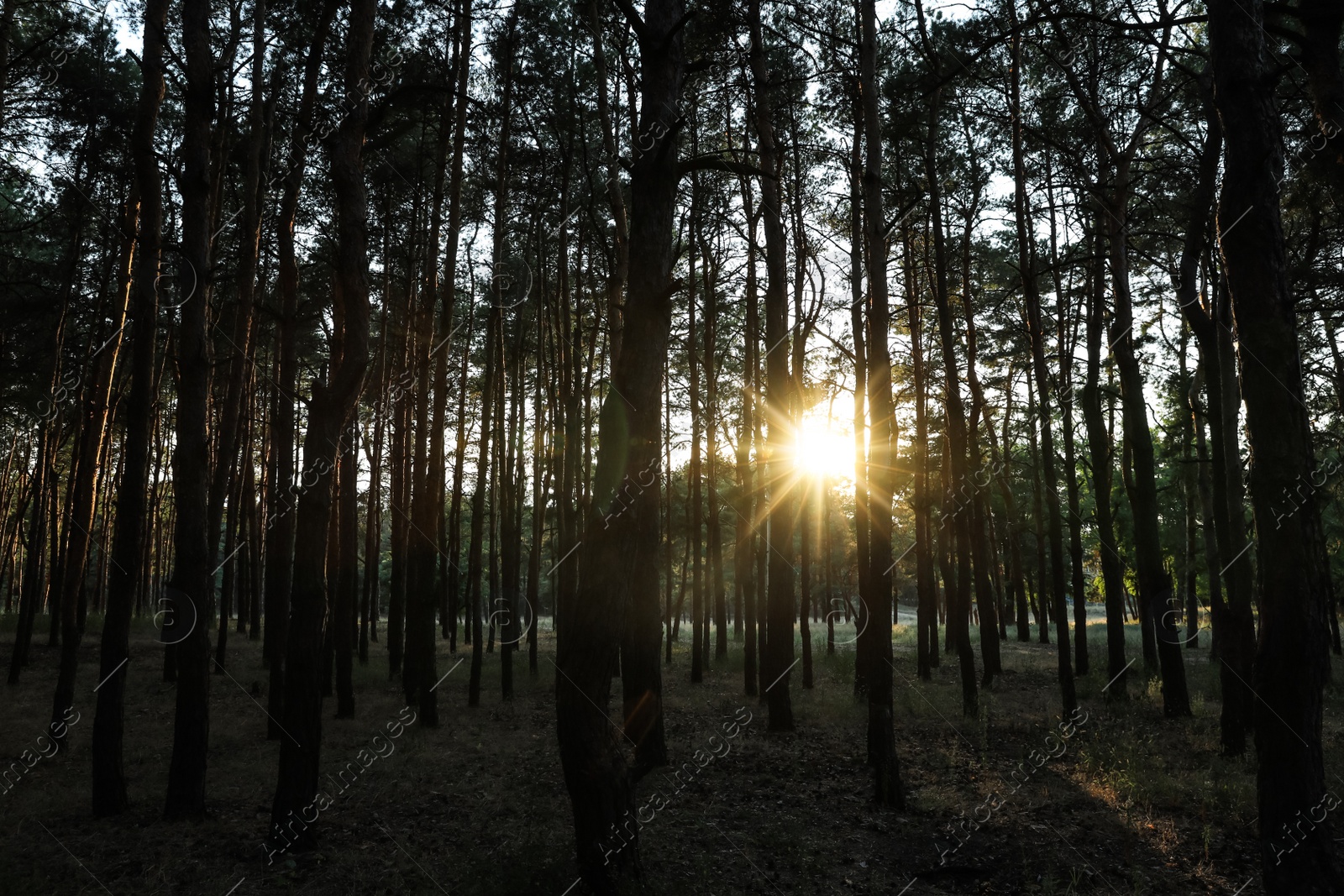 Photo of Beautiful view of sunset in conifer forest