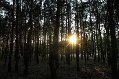 Beautiful view of sunset in conifer forest