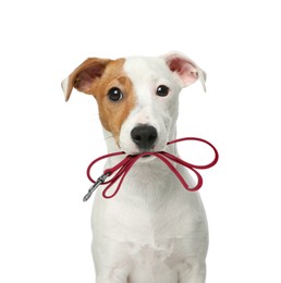 Image of Cute Jack Russell Terrier holding leash in mouth on white background