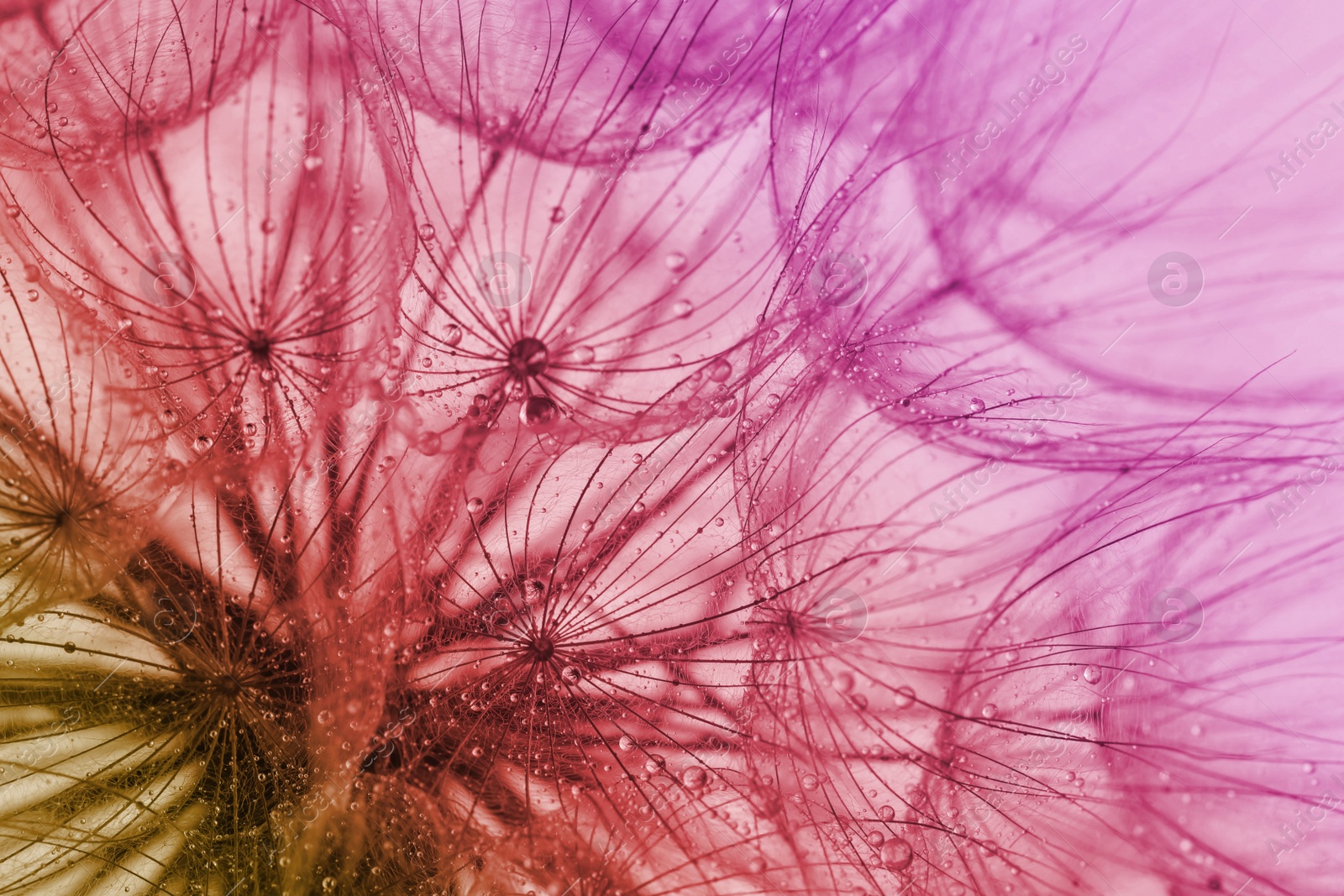Image of Beautiful fluffy dandelion flower, closeup. Color tone