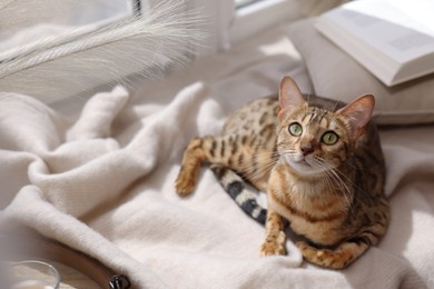 Cute Bengal cat on windowsill at home, space for text. Adorable pet