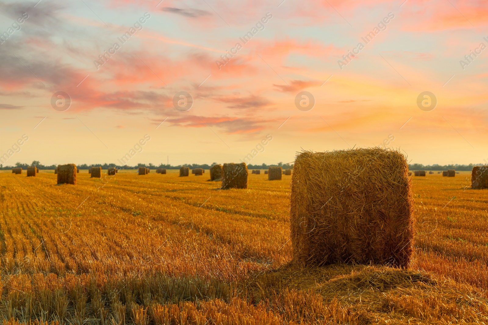 Image of Hay bales in golden field under beautiful sky at sunset