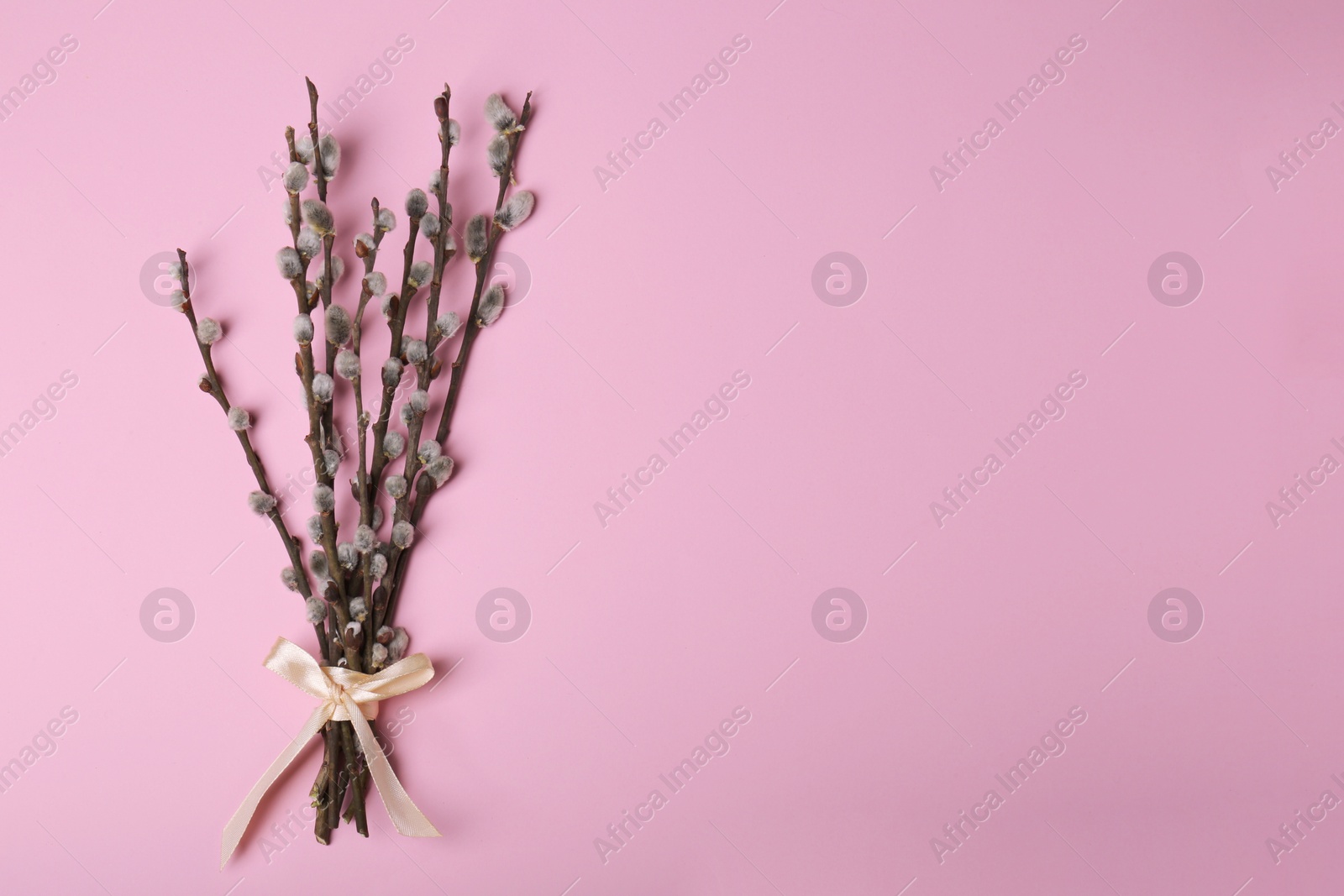 Photo of Beautiful blooming willow branches on pink background, top view. Space for text