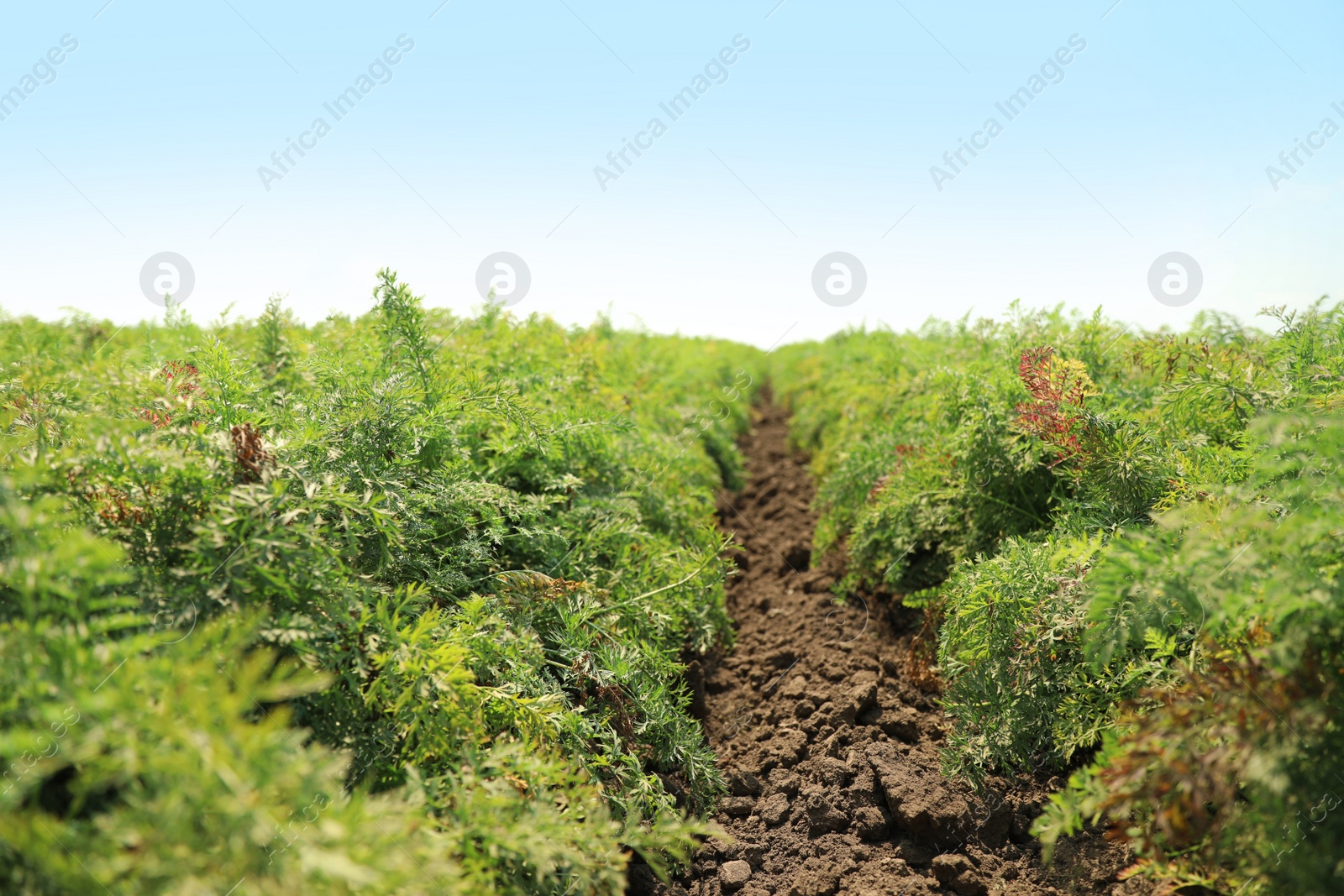 Photo of Beautiful view of carrot field on sunny day. Organic farming