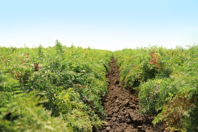 Photo of Beautiful view of carrot field on sunny day. Organic farming