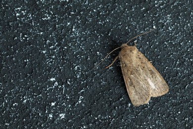 Photo of Paradrina clavipalpis moth on black textured background, top view. Space for text