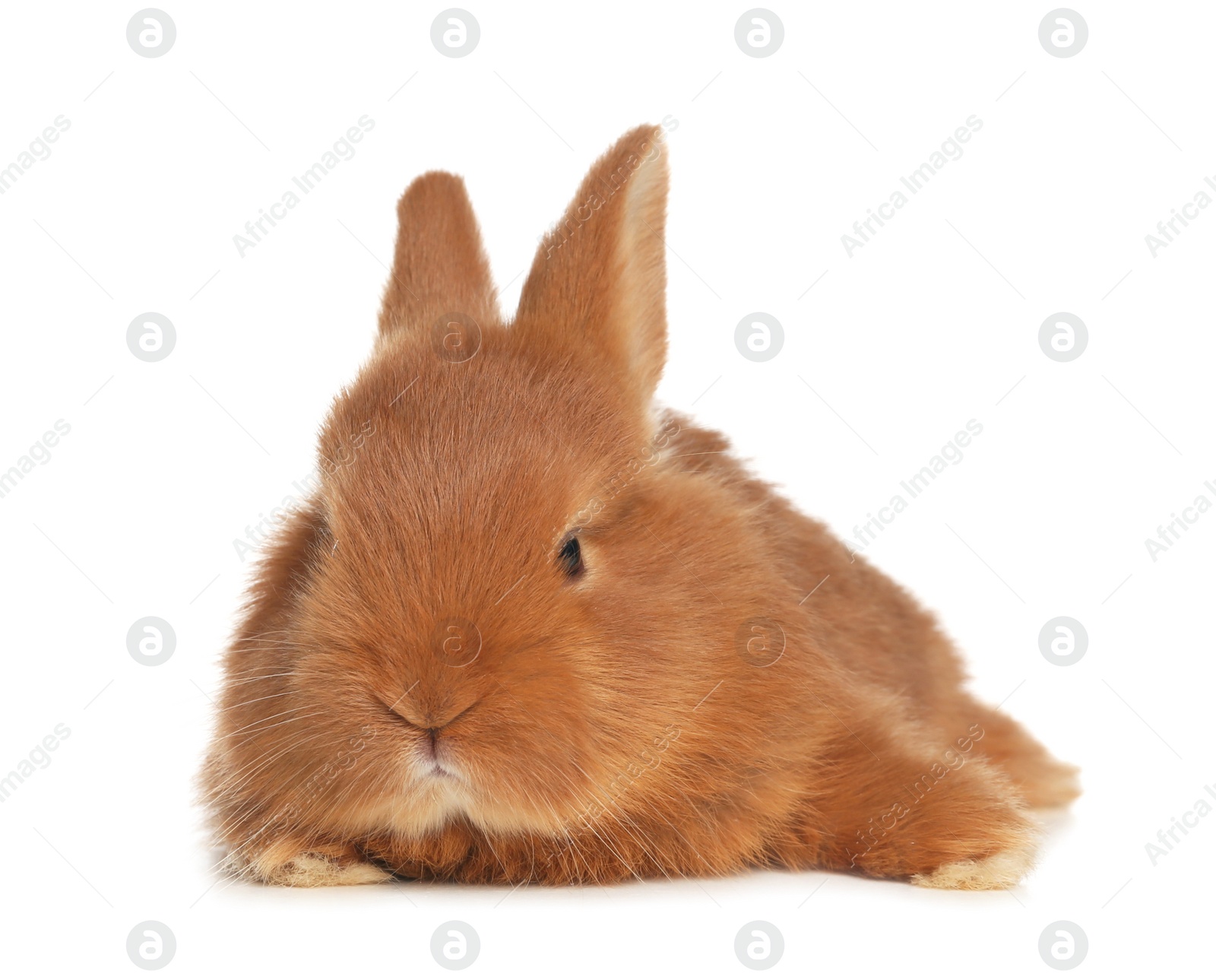 Photo of Adorable fluffy bunny isolated on white. Easter symbol