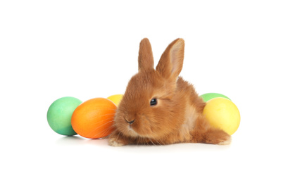 Photo of Adorable fluffy bunny near Easter eggs on white background