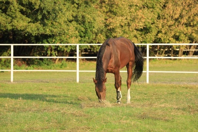 Photo of Beautiful chestnut horse grazing on green pasture