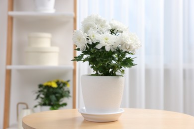 Photo of Beautiful chrysanthemum plant in flower pot on wooden table in room
