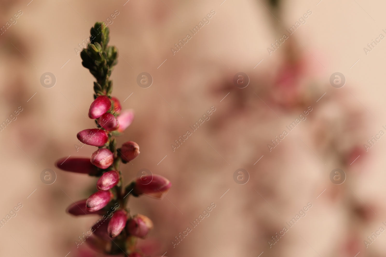 Photo of Heather twig with beautiful flowers on blurred background, closeup. Space for text