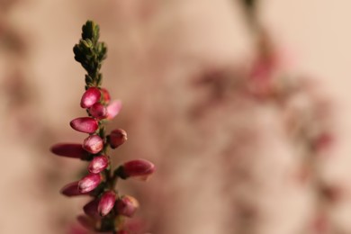 Heather twig with beautiful flowers on blurred background, closeup. Space for text