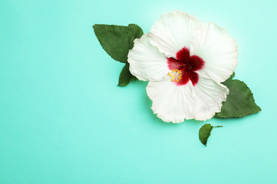 Photo of Beautiful tropical hibiscus flower with leaves on turquoise background, flat lay. Space for text