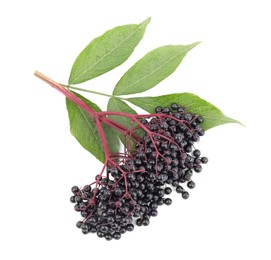 Photo of Bunch of ripe elderberries with green leaves on white background