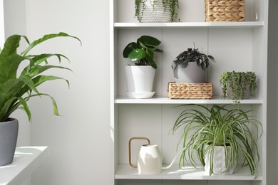 Photo of Green houseplants in pots on shelves indoors