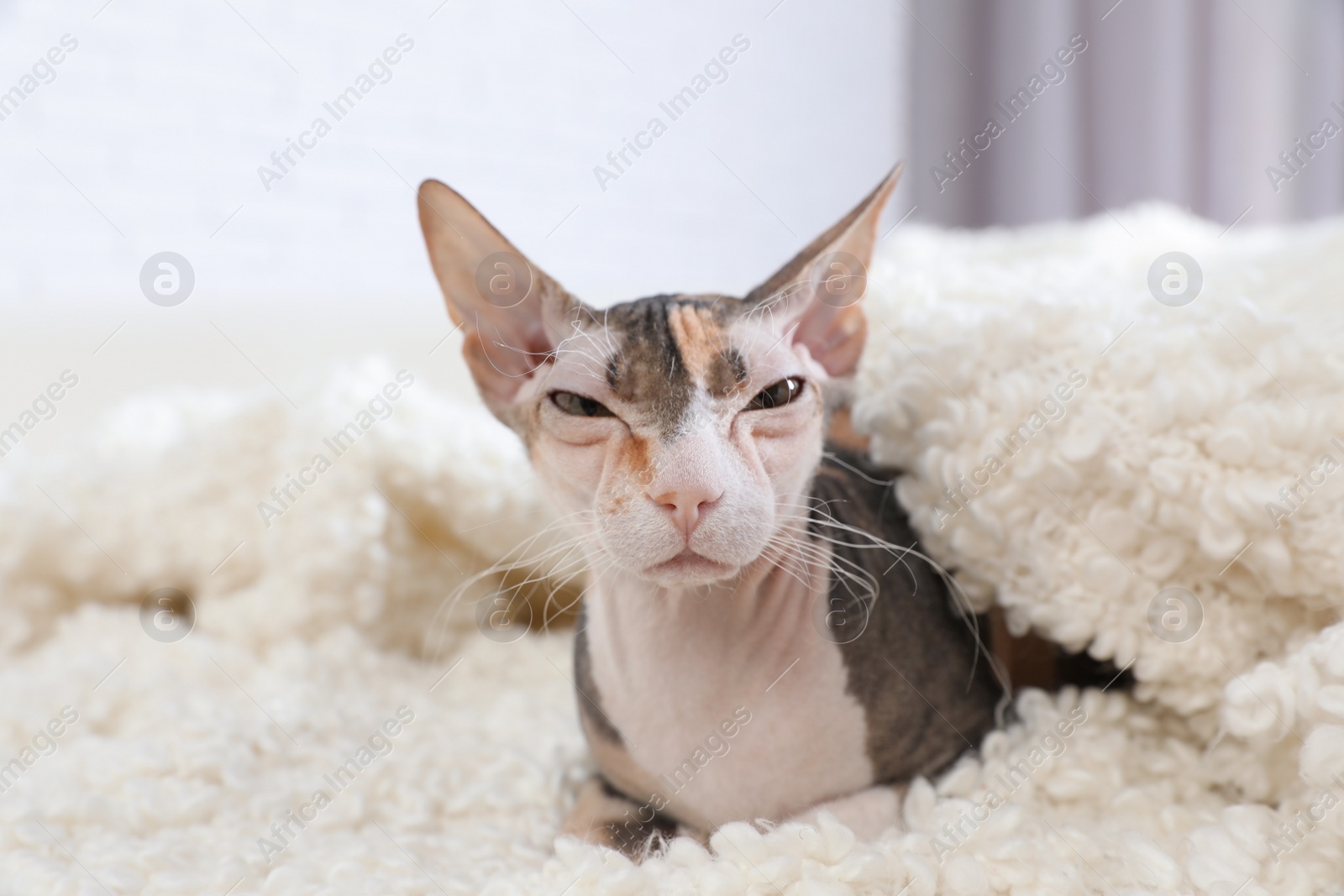 Photo of Adorable Sphynx cat looking into camera at home. Cute friendly pet