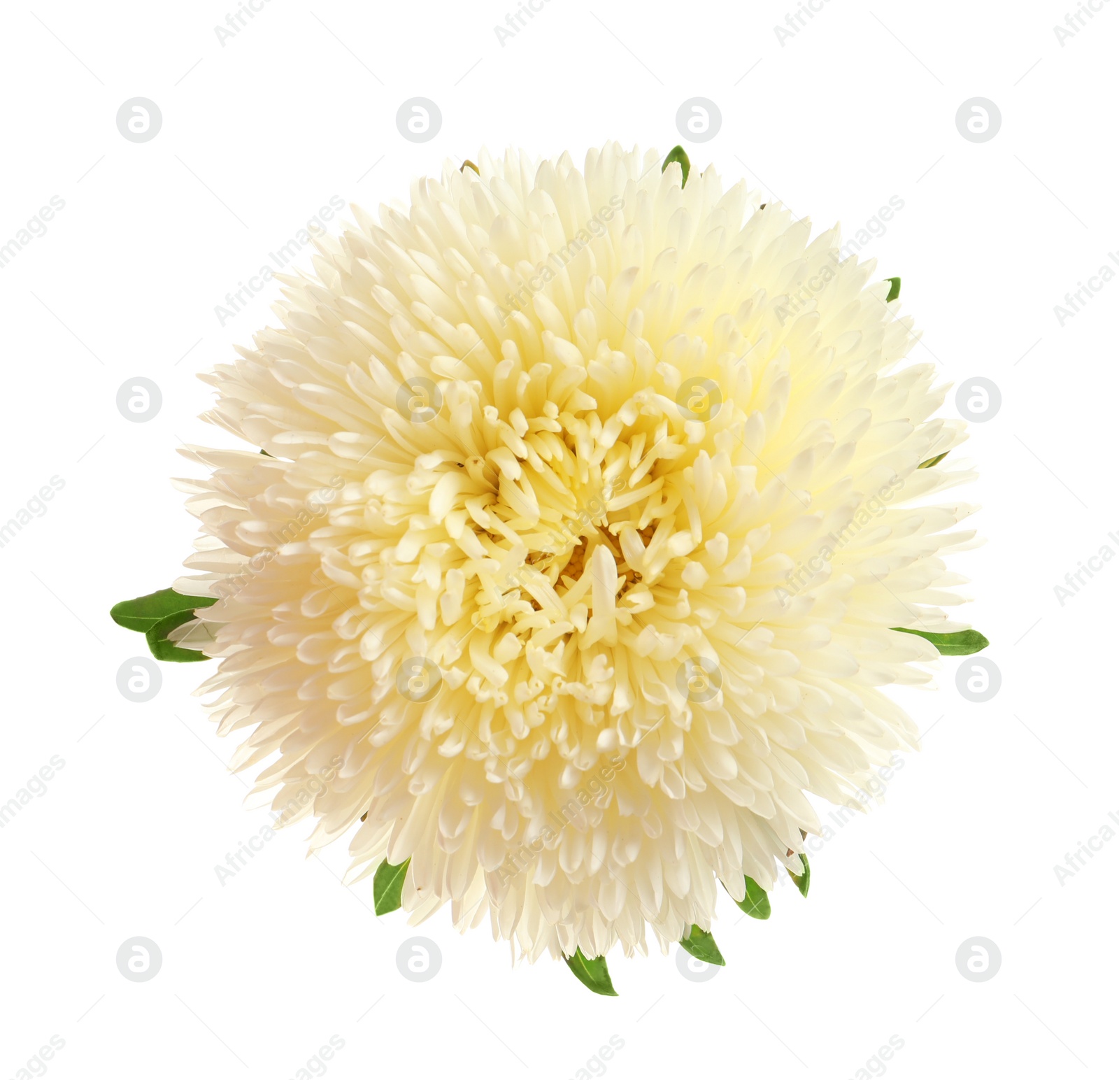 Photo of Beautiful bright aster flower on white background, top view