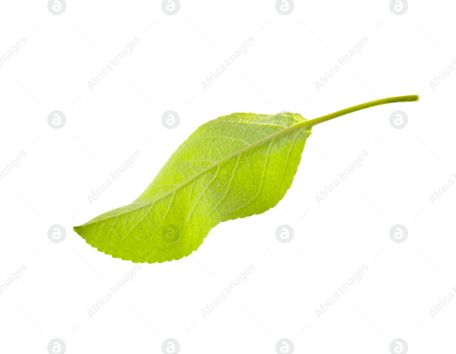 Photo of Green leaf of apple tree isolated on white