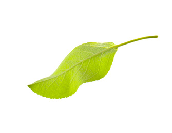 Photo of Green leaf of apple tree isolated on white