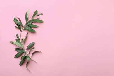 Photo of Twigs with fresh green olive leaves and space for text on color background, flat lay