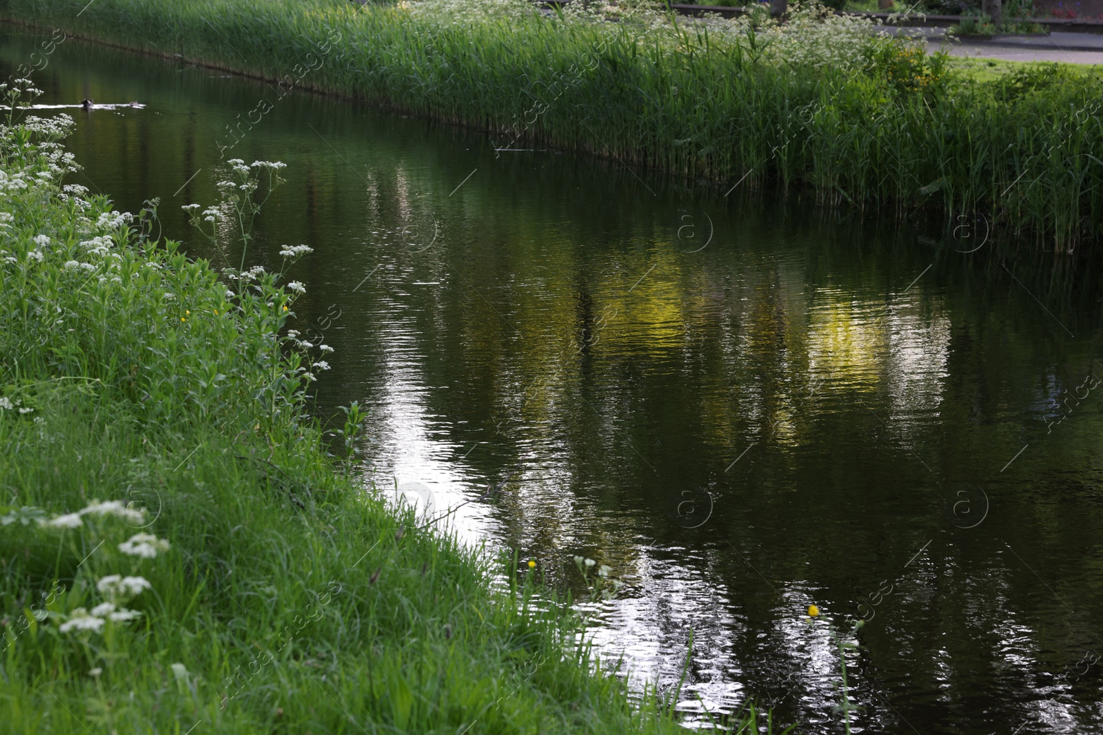 Photo of Beautiful view of channel with green reeds outdoors