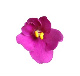 Pink flower of violet plant isolated on white