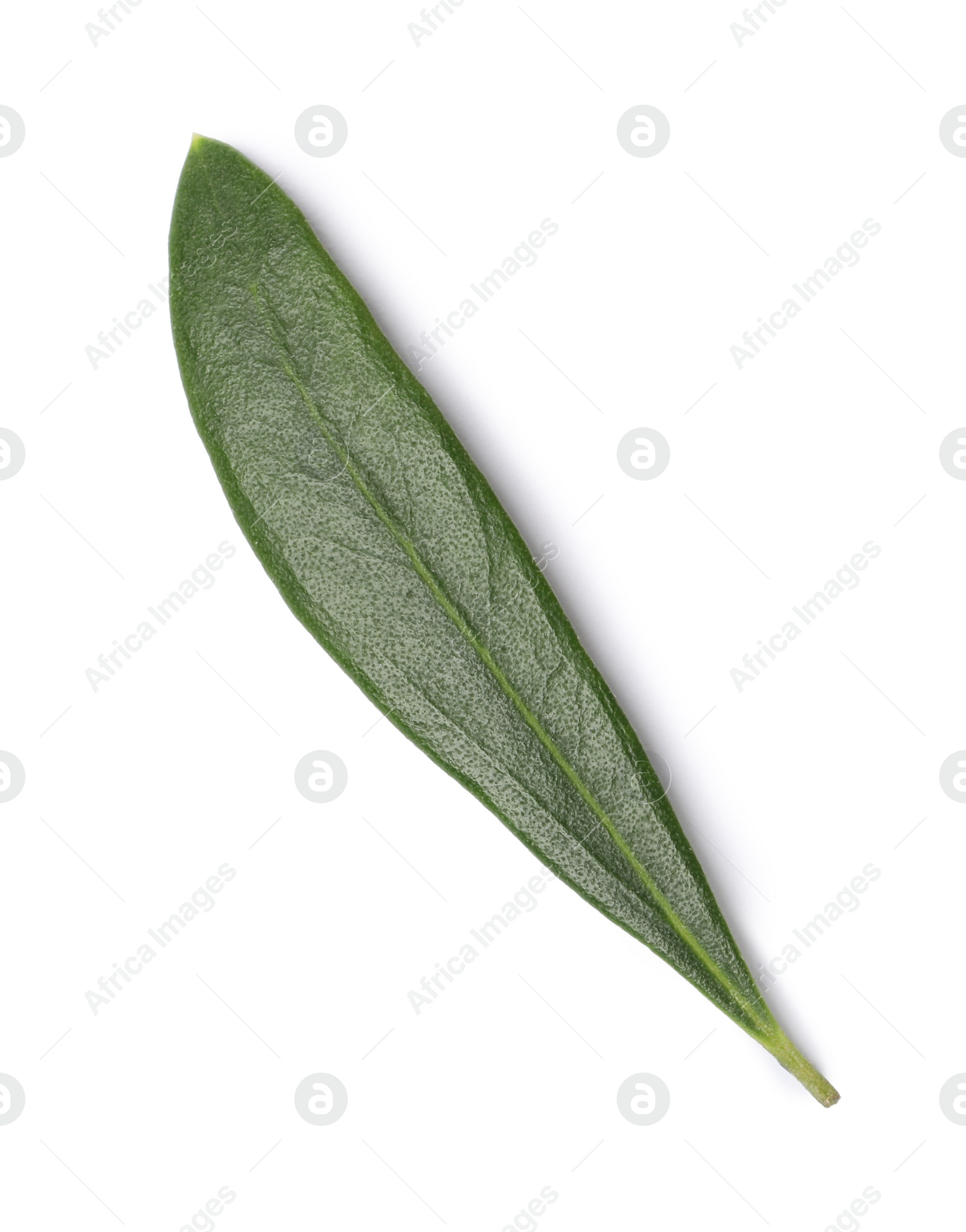 Photo of Fresh green olive leaf isolated on white