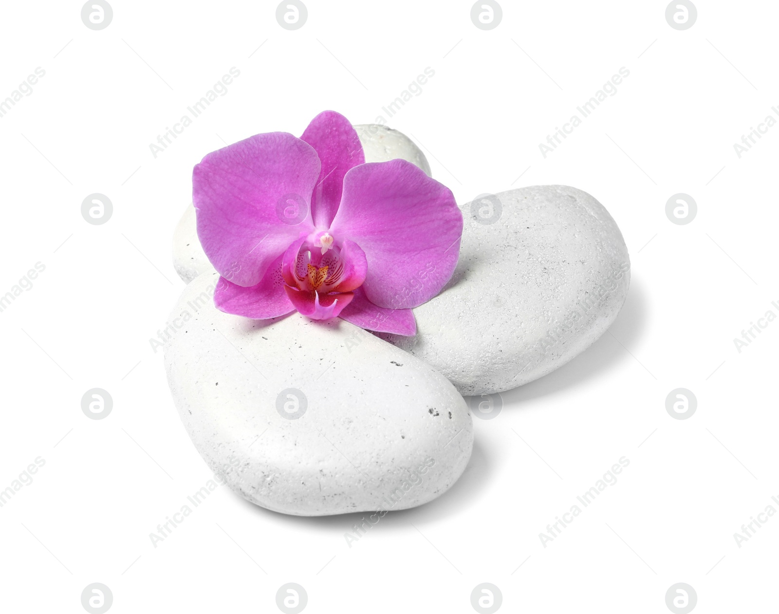 Photo of Spa stones with orchid flower on white background