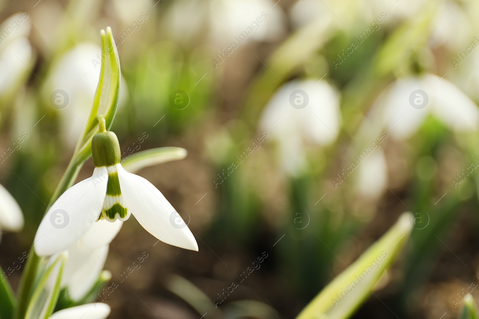 Photo of Beautiful snowdrop outdoors, closeup with space for text. Early spring flower